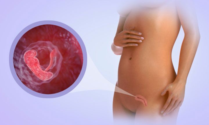 5-nestumo-savaite-vaisiaus-raida