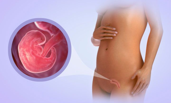 6-nestumo-savaite-vaisiaus-raida