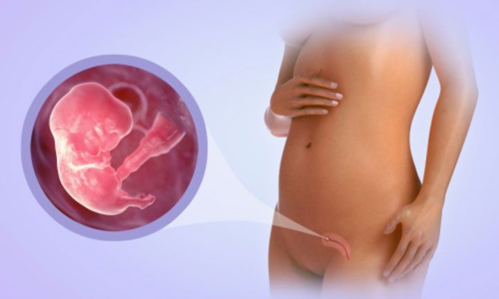 7-nestumo-savaite-vaisiaus-raida