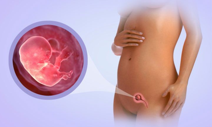 9-nestumo-savaite-vaisiaus-raida